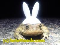 /home//u458753944/public_html/sourcegallery////////Roxborough Toad Detour/2024/2024-03-15/P3151341.JPG